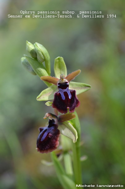 Ophrys passionis subsp. passionis